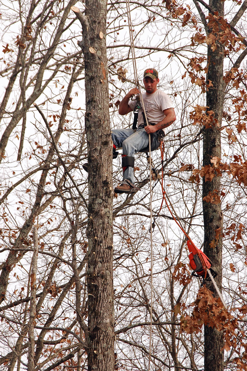 AAA Tree Service Birmingham Alabama